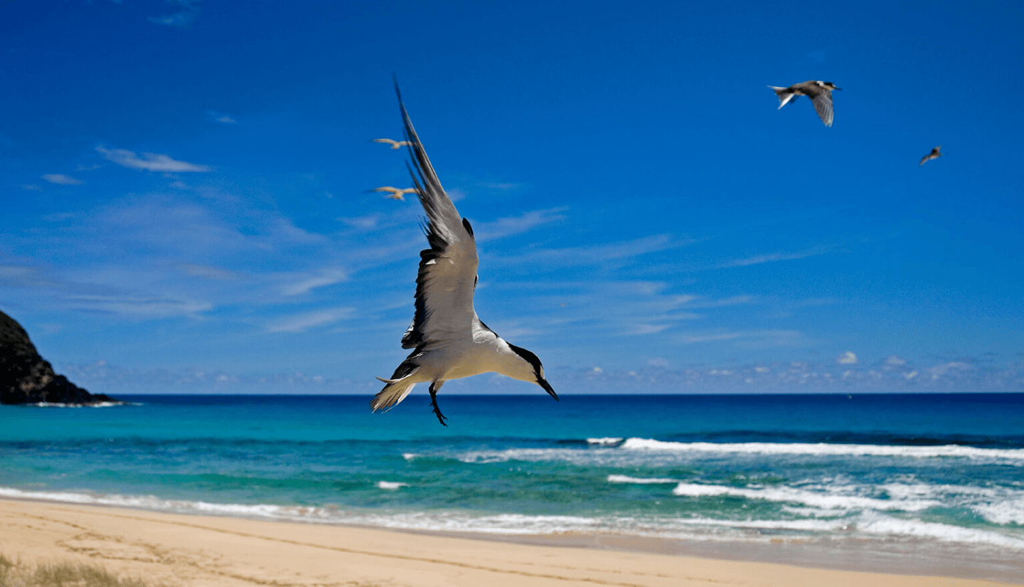 Bird Watching at Munda Pahad